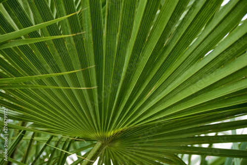 background of green graphic palm leaves