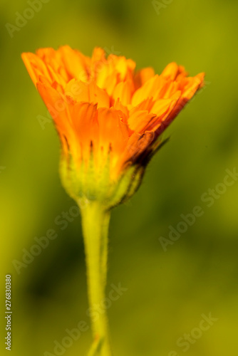 Calendula  medicinal plant with flower