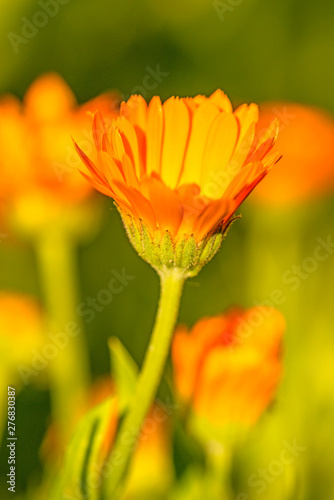 Calendula  medicinal plant with flower