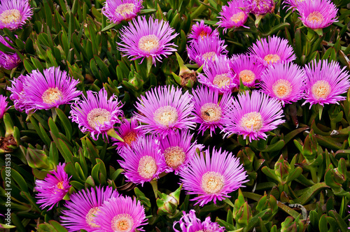 Carpbrotus (also known as pigface or beach bananas  or karkalla or sour fig or ice plant). Beautiful pink flowers photo