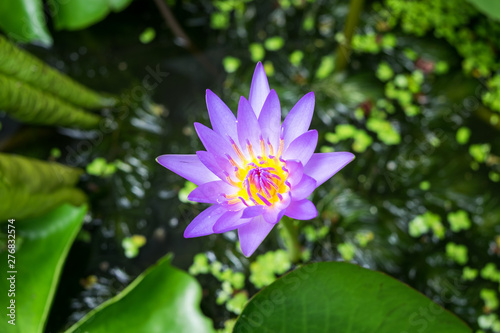 Beautiful purple waterlily or lotus flower in the pond