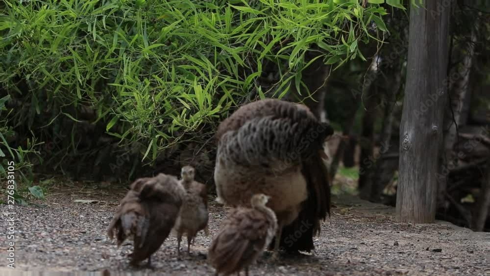 Female India blue green peafowl mommy peacock with her baby peachicks cinematic pan shot outdoor wild exotic creatures peahen Female India blue green peafowl mommy peacock with her baby peachicks cinematic pan shot outdoor wild exotic creatures peahen