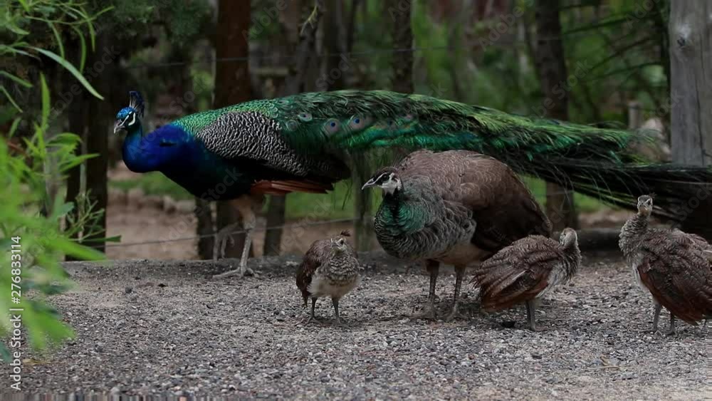 Peacock Family reunion female, male and peachicks India blue green peafowl mommy peacock with her babies  cinematic pan shot outdoor wild exotic creatures peahen family mother love Pavo cristatus