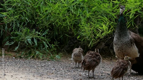 Female India blue green peafowl mommy peacock with her baby peachicks cinematic pan shot outdoor wild exotic creatures peahen family mother love Pavo cristatus photo