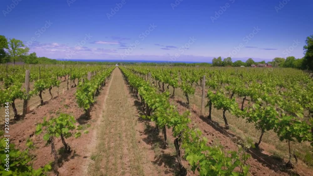 Overlooking rows of vineyard grapes on a sunny day Overlooking rows of vineyard grapes on a sunny day