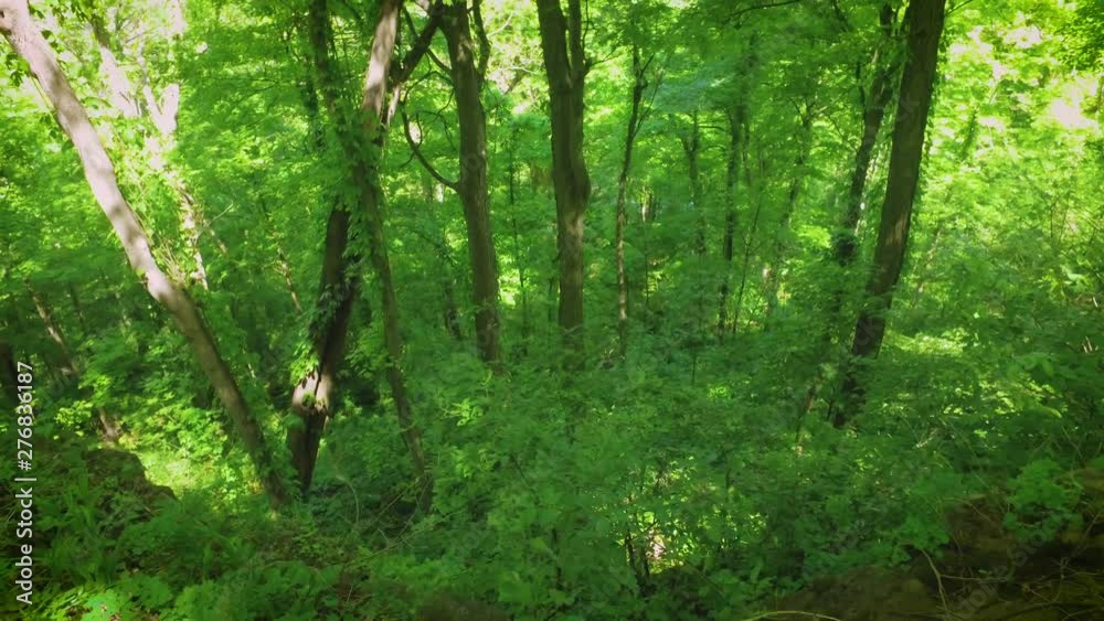 Coming up to a steep cliff in the middle of a green forest Coming up to a steep cliff in the middle of a green forest