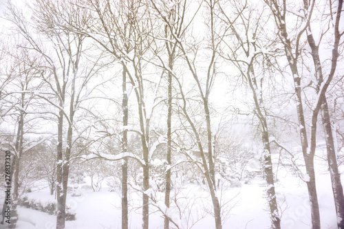 Closeup and crop of snow forest with blurry white foggy background and wallpaper.
