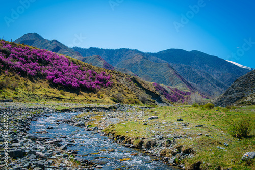 Small mountain stream among the flowering hills and mountains covered with forest. Glitter of water  blue sky and pink flowers  beautiful sunny spring day in the Altai mountains. Amazing landscape.