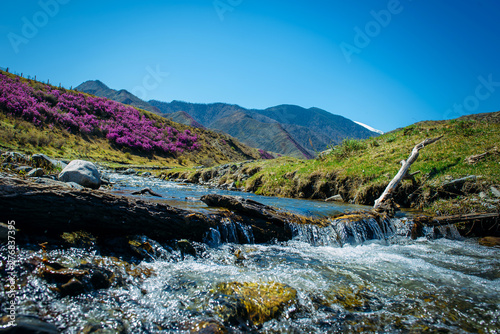 Small mountain stream among the flowering hills and mountains covered with forest. Glitter of water  blue sky and pink flowers  beautiful sunny spring day in the Altai mountains. Amazing landscape.