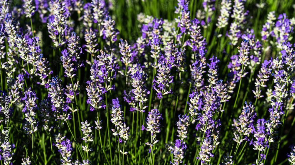 Naklejka premium Purple salvia blossoms