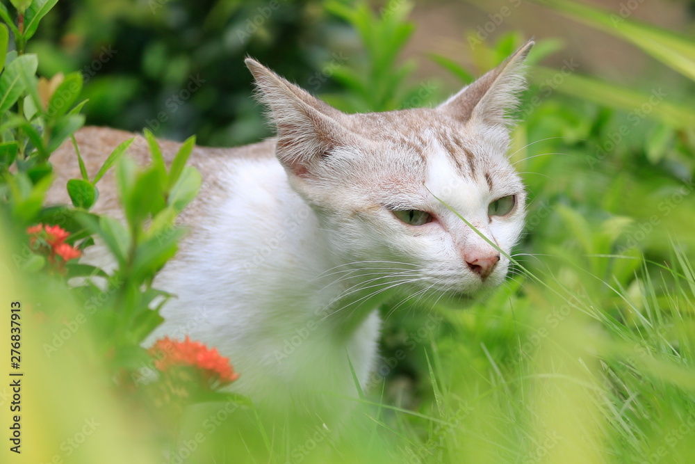 Obraz premium One white cat is walking with pleasure in the flower garden.