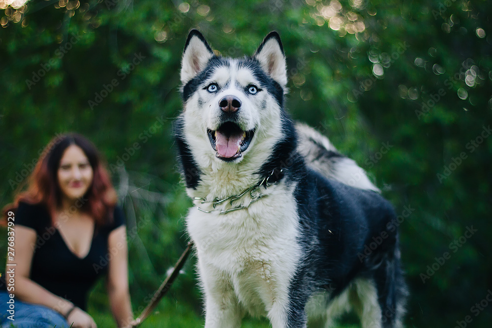 Obraz premium A beautiful girl is sitting on the lawn with her dog. Siberian husky dog with blue eyes. Bright green trees and grass are in the background. Friendship between man and animals.