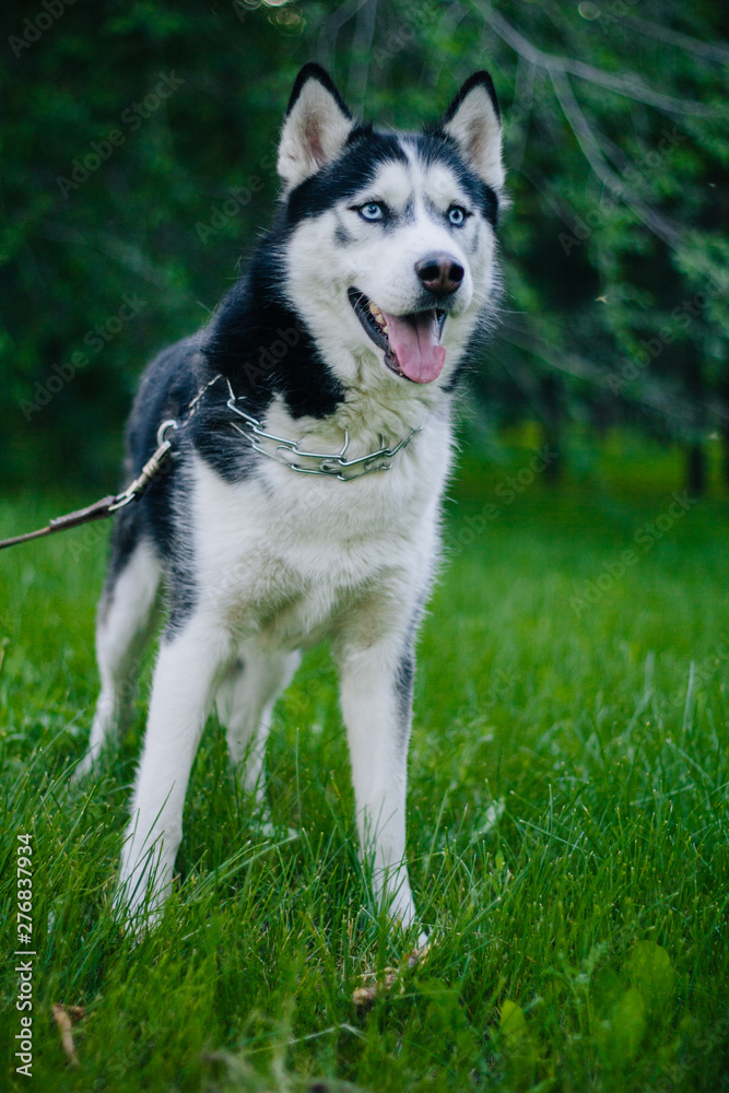 Siberian Husky dog with blue eyes lies on the green grass and looks away. Bright green trees and grass are in the background. Dog on the lawn. close-up