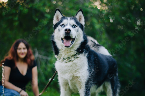 A beautiful girl is sitting on the lawn with her dog. Siberian husky dog with blue eyes. Bright green trees and grass are in the background. Friendship between man and animals.