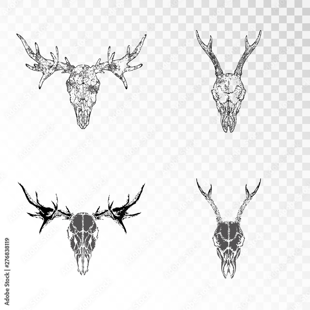Vector set of hand drawn skulls of roe deer and elk on transparent ...