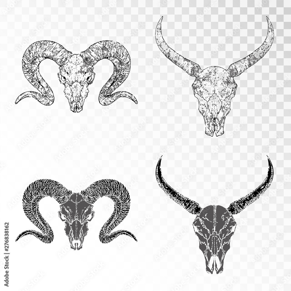 Obraz premium Vector set of hand drawn skulls of horned animals: ram and wild buffalo on transparent background. Black silhouettes and contour with grunge texture.