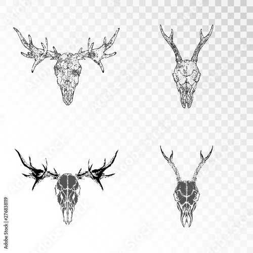 Vector set of hand drawn skulls of roe deer and elk on transparent background. Black silhouettes and contour with grunge texture.