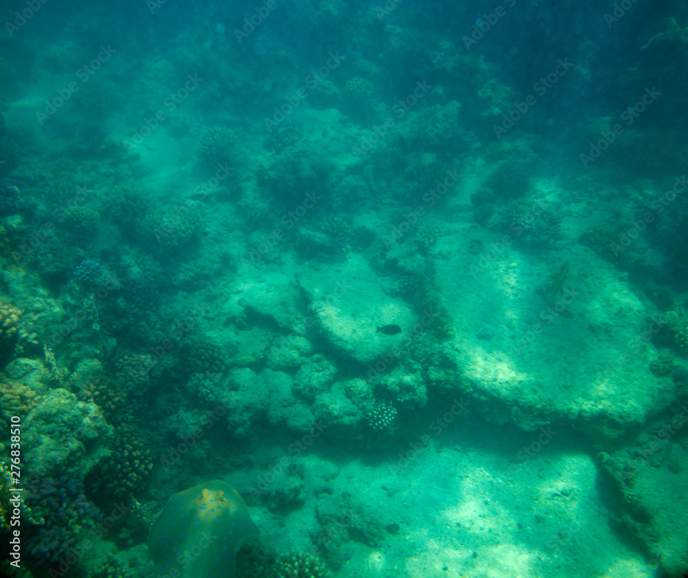 Fototapeta premium sea fish near coral, underwater