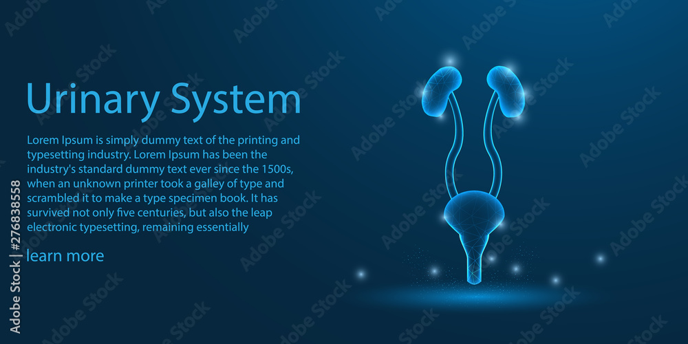 Human Urinary system. Kidnes theme concept  - obrazy, fototapety, plakaty 