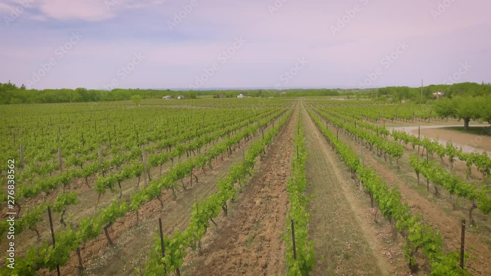 Aerial view of a Vineyard on a clear sunny day Aerial view of a Vineyard on a clear sunny day