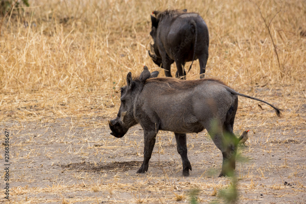 Warzenschwein (Phacochoerus africanus) Warzenschwein (Phacochoerus africanus)