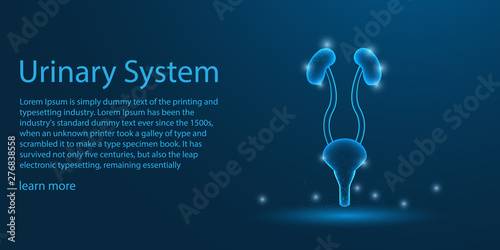 Human Urinary system. Kidnes theme concept 
