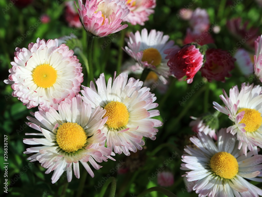 Fototapeta premium Image of spring flowers. Wild asters.