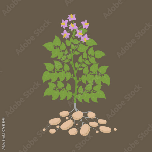 Potatoes plant. Spud plants. Harvest potato. Solanum tuberosum. On brown background.