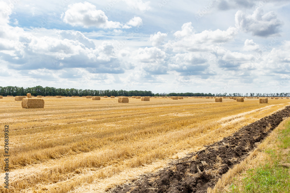 harvested grain cereal wheat barley rye grain field, with haystacks straw bales stakes cubic rectangular shape on the cloudy blue sky background, agriculture farming rural economy agronomy concept