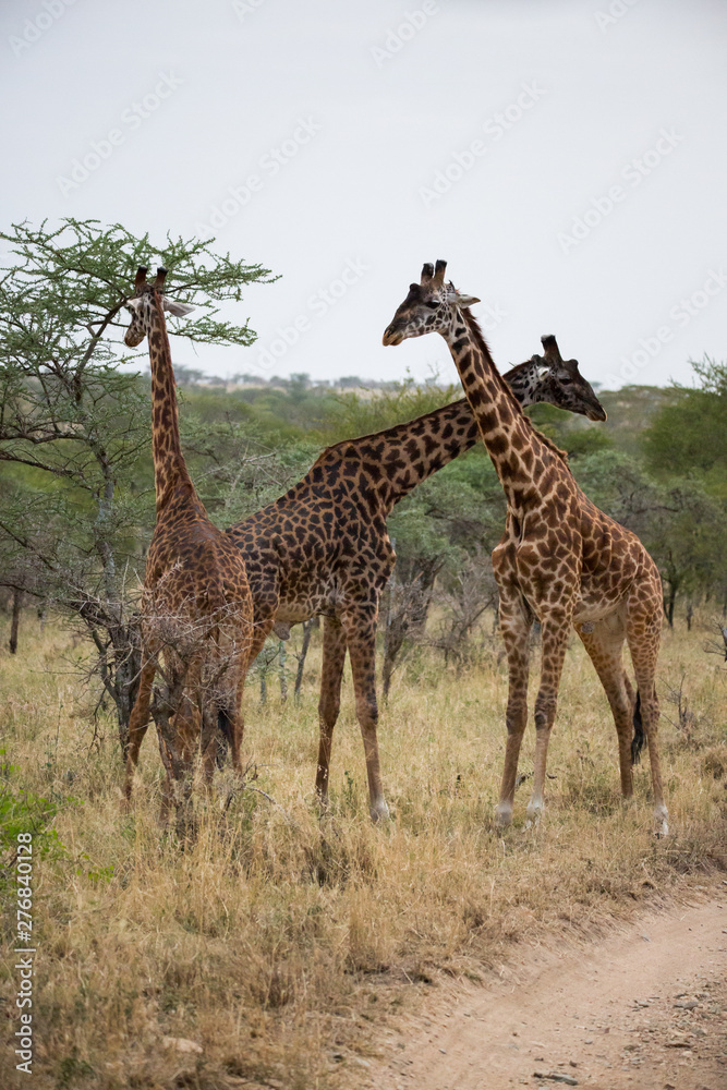 Obraz premium Giraffe (Giraffa)