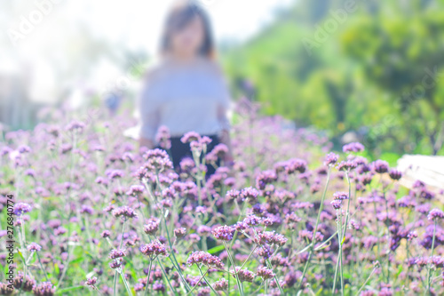 Blurred image of Women standing in Verbena bonariensis flower field, Sunny day with girl asian on Vervain flower field