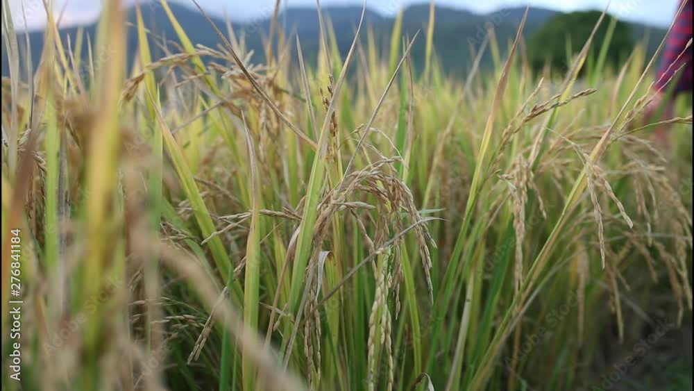man hand tenderly touching a young rice in the paddy field man hand tenderly touching a young rice in the paddy field