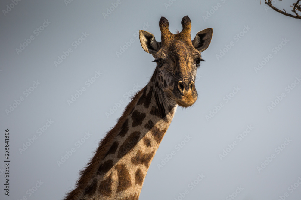Giraffe (Giraffa) Giraffe (Giraffa)