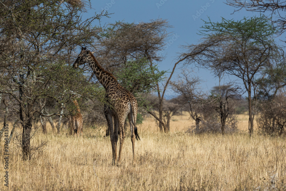 Obraz premium Giraffe (Giraffa)