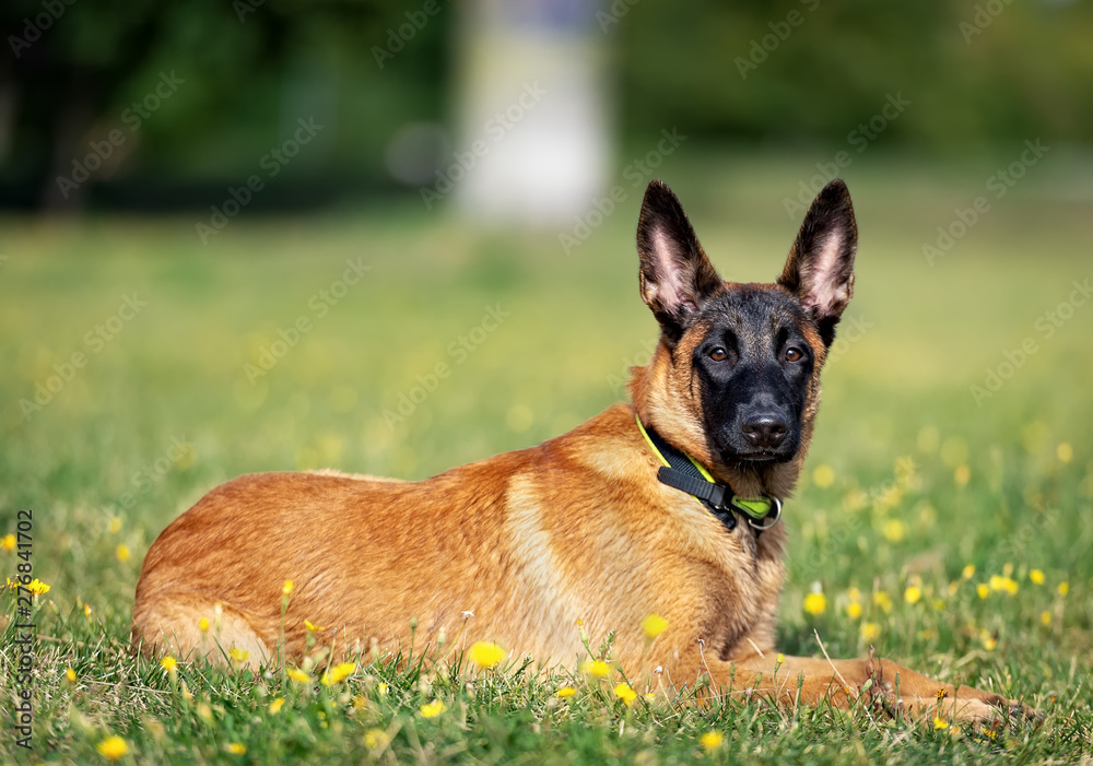 Belgian Shepherd puppy resting on the grass in the park Belgian Shepherd puppy resting on the grass in the park