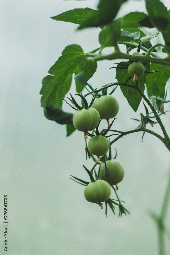 Fototapeta premium Beautiful and fresh green is not ripe tomato on branch in summer. Organic tomatoes growing.