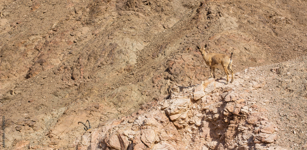 highland rocky goat wild animal portrait looking at camera on a sand stone hill in desert dry desert mountain nature environment highland rocky goat wild animal portrait looking at camera on a sand stone hill in desert dry desert mountain nature environment