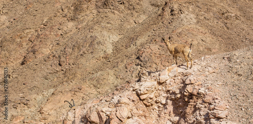 highland rocky goat wild animal portrait looking at camera on a sand stone hill in desert dry desert mountain nature environment 