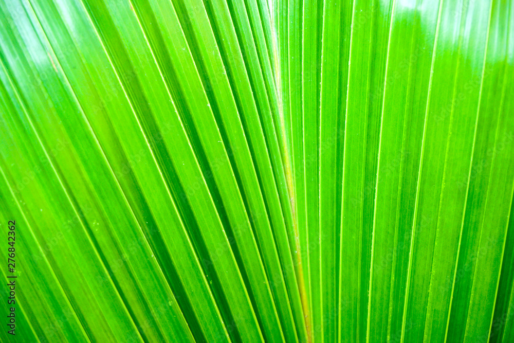 Fototapeta premium Closeup and crop palm leaf background and texture in bright green color.