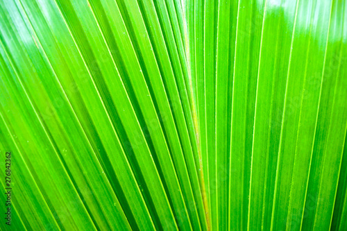Closeup and crop palm leaf background and texture in bright green color.