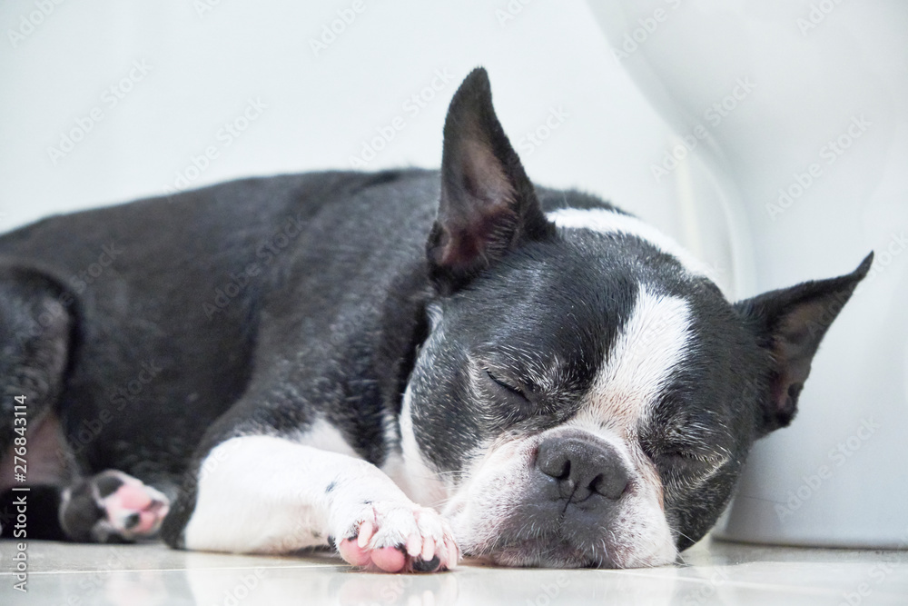 留守番中にトイレで眠る犬