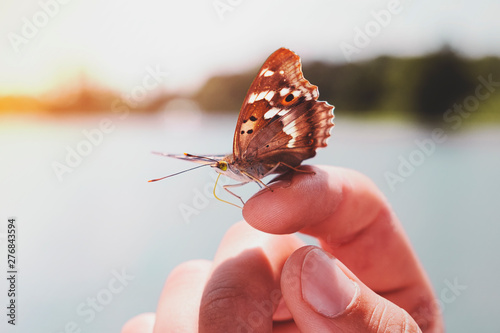 Canvas Print butterfly on hand