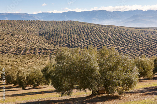 Olive tree fields in Andalusia. Spanish agricultural landscape. Jaen