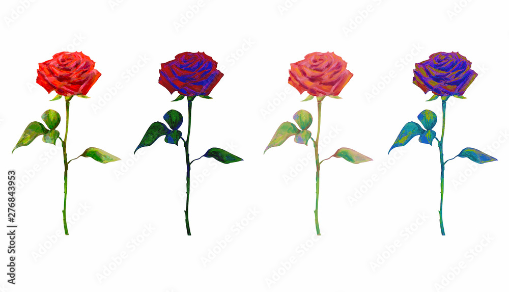isolated illustration roses