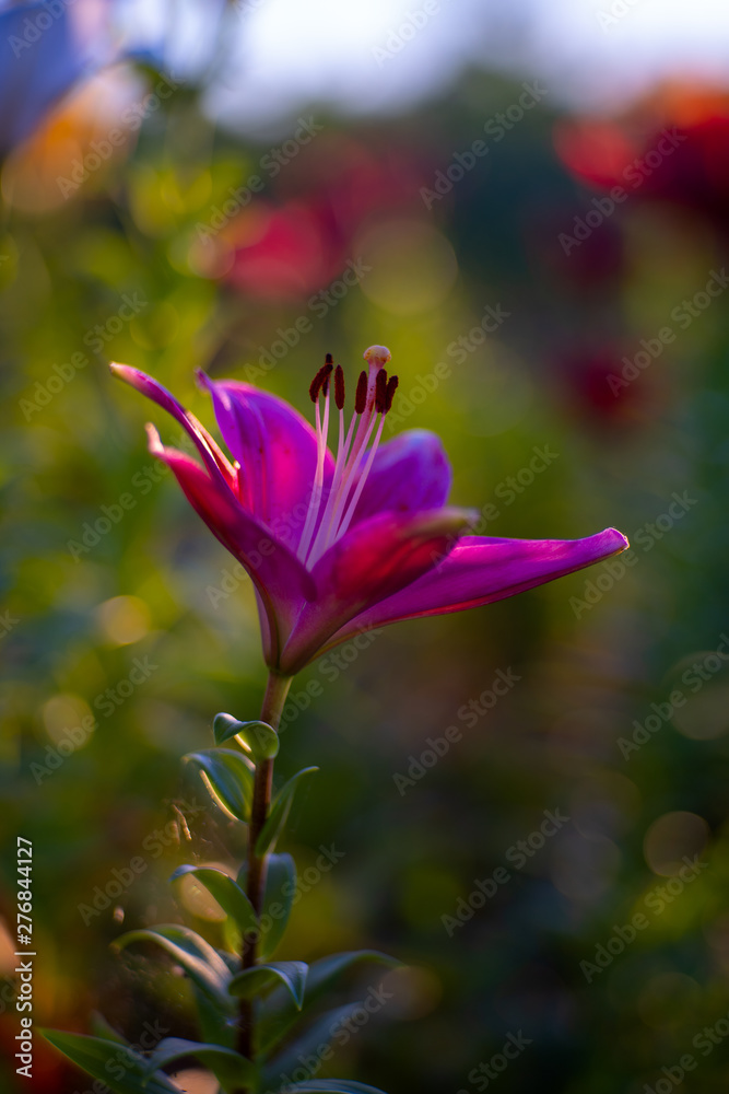 Fototapeta premium Taglilien with Primoplan 75