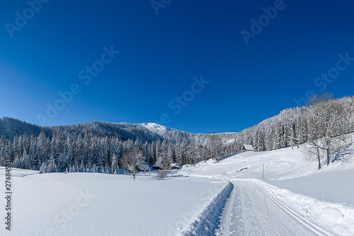 snowy black forest