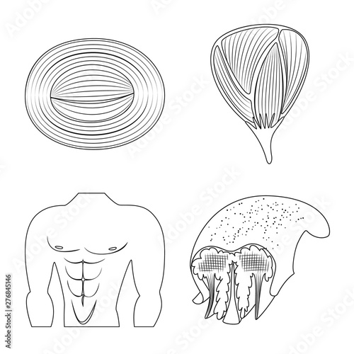 Isolated object of fiber and muscular logo. Collection of fiber and body vector icon for stock.