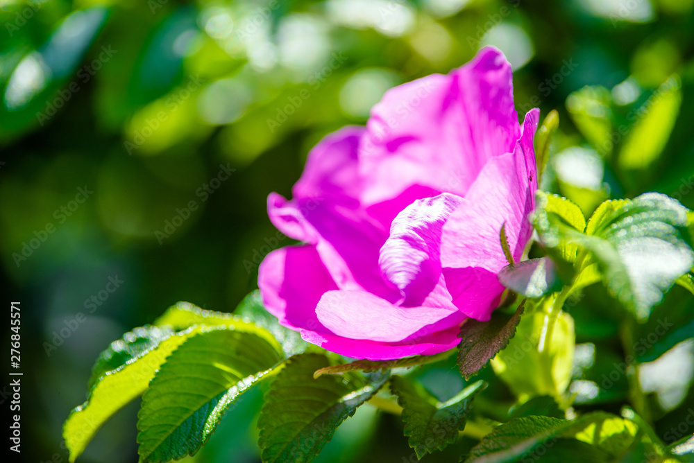Purple rose hip flower shot close-up