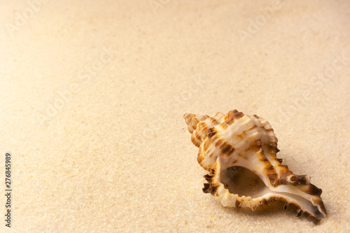 Beautiful seashell on the yellow sand in summer