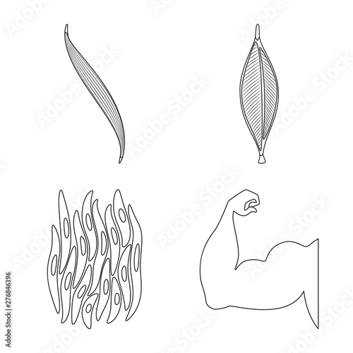 Vector design of fiber and muscular symbol. Collection of fiber and body stock symbol for web.